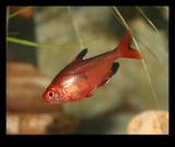 červená rybička... :-)