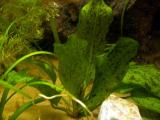 Echinodorus ocelot green