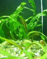 Microsorium  pteropus - nová rostlina