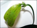 E. Ocelot Green - květ nad hladinou