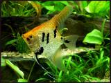 Pterophyllum scallare Gold Pearlscale Angelfish