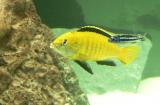 Labidochromis c. yellow - samec