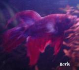 Boris-pitbul mezi rybami