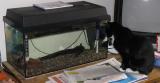 Zakládání akvária - kočičí inspekce
