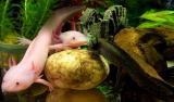 axolotlí pohodička