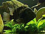 Kančík příčnopruhý-nádherná ryba