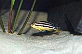 Melanochromis auratus1