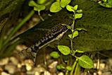 Krunýřovec moronanský - Otocinclus macrospilus