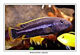 melanochromis chipokae - samec