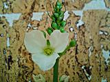 Kvetl echinodorus argentinensis, pak zrušen