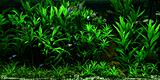 Pterophyllum scalare - osvětleno 1 x studená bílá