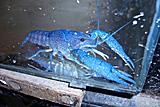 Procambarus alleni.Rak modrý floridský.