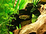 Cichlidka kakadu samička
