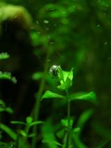 duben 06 :: bublajici micranthemum