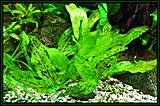 Echinodorus Ozelot-green