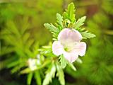Limnophila sessiliflora - květ