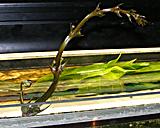 Echynodorus Rosaefolius - kvet - 25.12.09