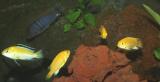 Hejno Labidochromis caeruellus yellow