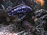 Melanochromis interruptus - samec