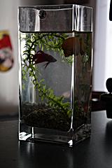 rybička v prozatimním akvu - váza