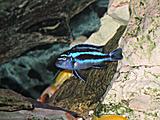 Melanochromis 'Maingano'