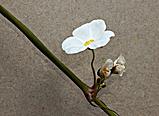 Květy echinodoru