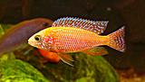 Aulonocara sp. fire fish