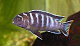 Labidochromis mbamba - samec