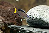 Cyprichromis Leptosoma Mpulungu
