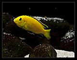Labidochromis caeruellus yellow