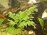 Selaginella wildenowii