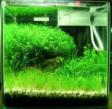 cerven 06 :: aquabox zahusteni rostlin