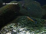 Julidochromis regani - Kipili