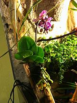 orchidej na klacku