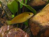 Labidochromis sp. yellow