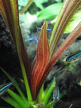 Echinodorus Rubin narrow leaf