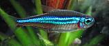 Paracheirodon simulans - Neonka modrá