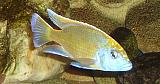 Nimbochromis venustus - samec