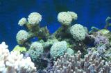 nový korál - Euphyllia ancora