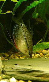 Čichavec perleťový - Trichogaster leeri
