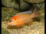 Aulonocara sp. Fire fishe