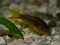 Corydoras cf. aeneus 'Peru stripe gold'