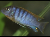 Labidochromis sp. 'hongi'