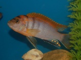 Labidochromis sp. 'hongi'