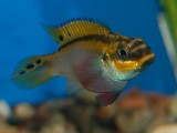 Pelvicachromis taeniatus