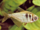 Hyphessobrycon bifasciatus