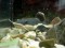 Anténovec červenoocasý