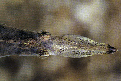 Dermogenys pusillus pusillus, samička shora