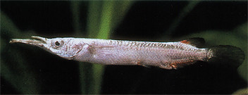 Samec chovatelské formy Dermogenys pusillus borealis