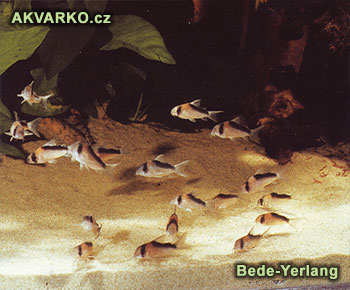 Velká skupina Corydoras adolfoi